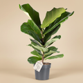 Ficus lyrata in keramische pot met warme beige studioachtergrond