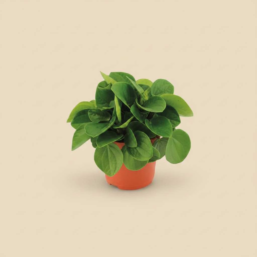 Peperomia Rana Verde in keramische pot met warme beige studioachtergrond