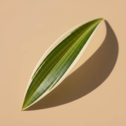 Chlorophytum Ocean – close-up groen-wit gestreept blad