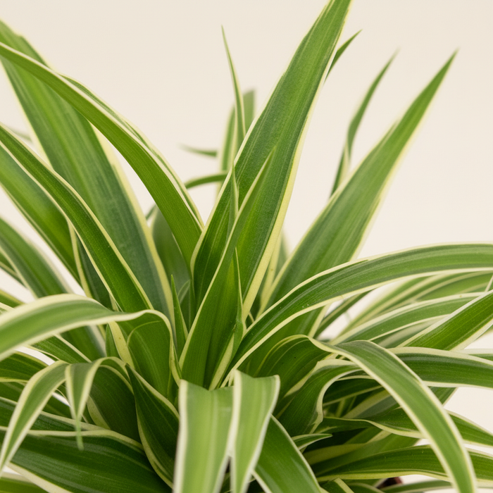 Chlorophytum comosum Ocean - Detail gestreepte bladeren