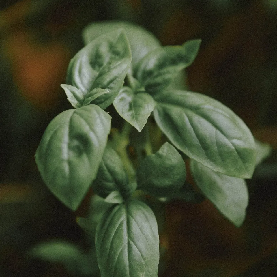 Grote groene basilicum