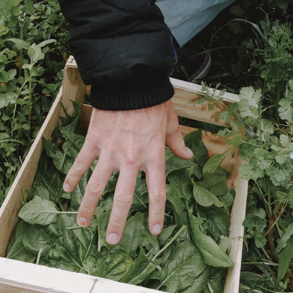 Mijn eerste moestuin - Zadenset