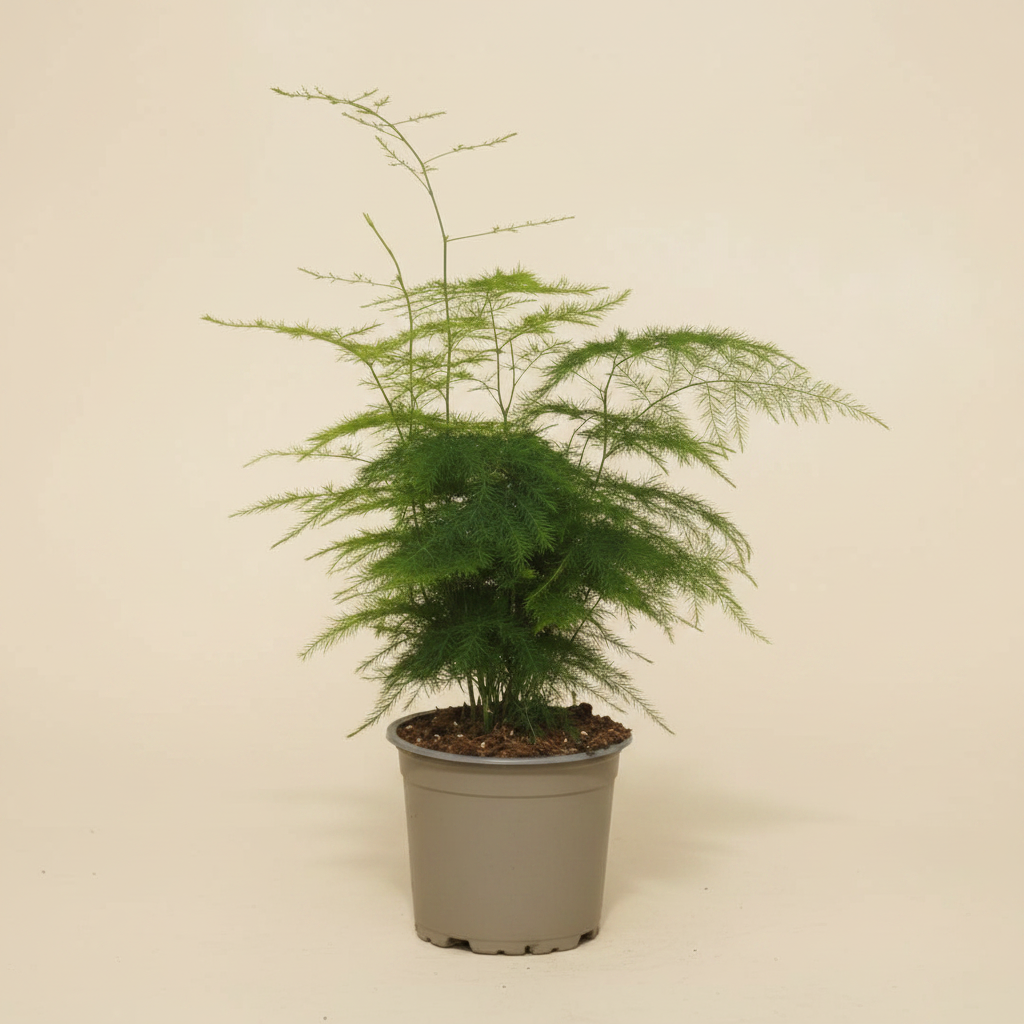 Asparagus Plumosus