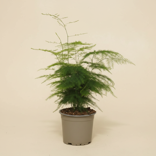 Asparagus Plumosus