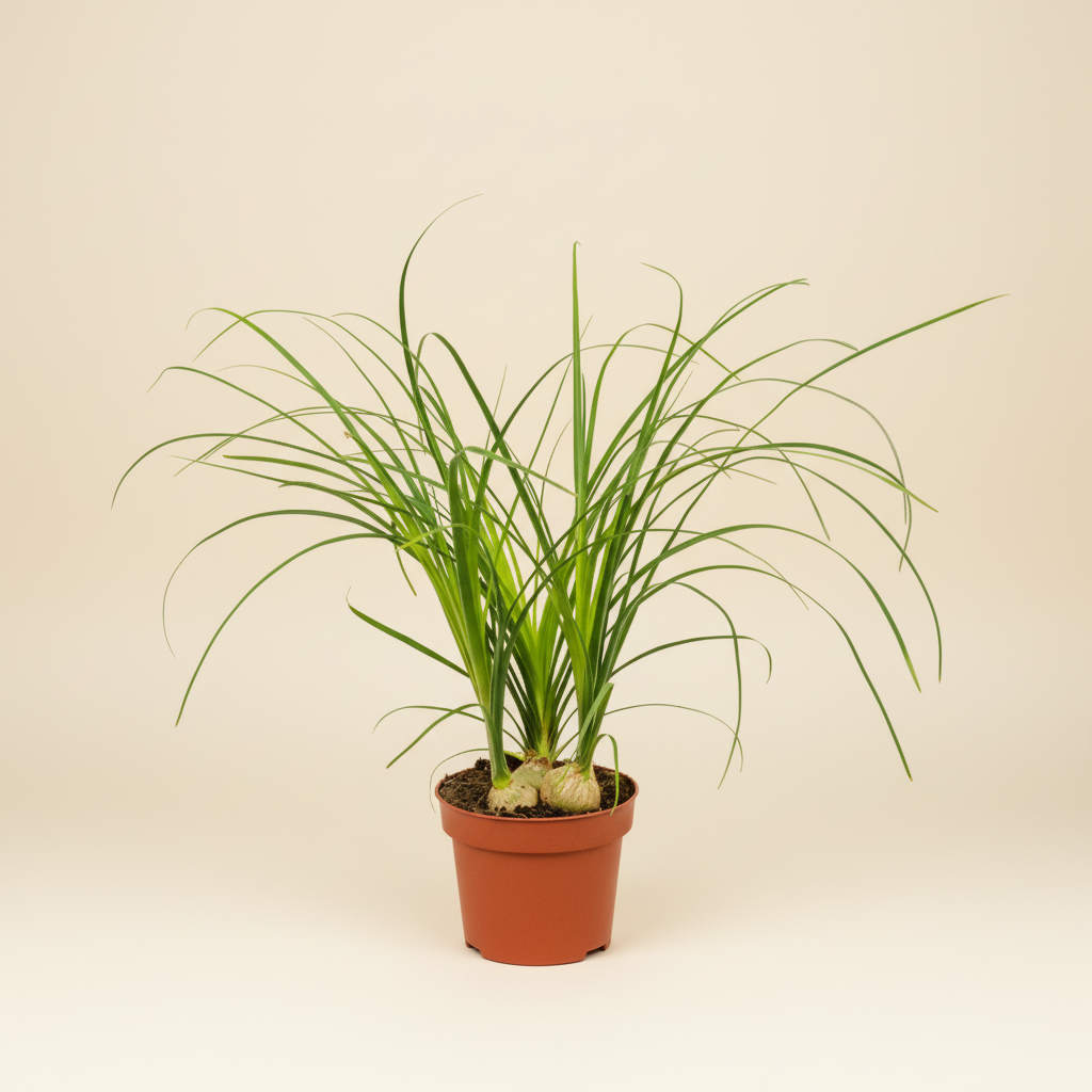 Nolina recurvata - Flesdrasboom in pot