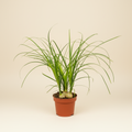 Nolina recurvata - Flesdrasboom in pot