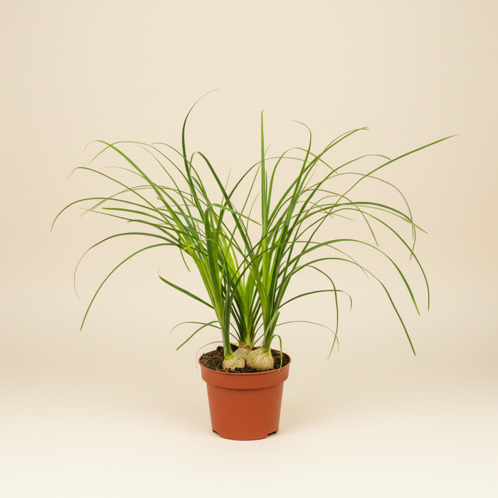 Nolina recurvata - Flesdrasboom in pot