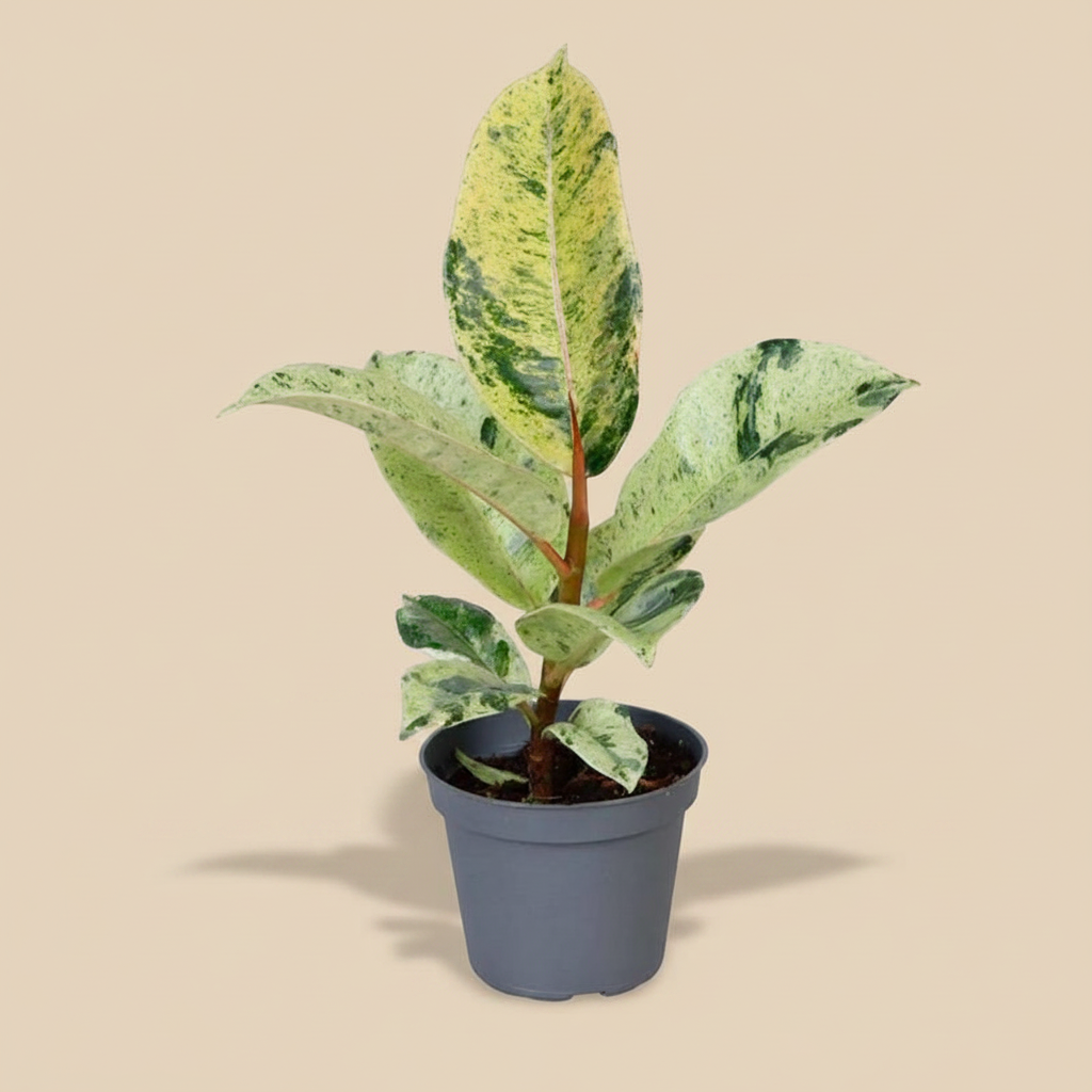 Ficus elastica Shivereana - warme beige achtergrond