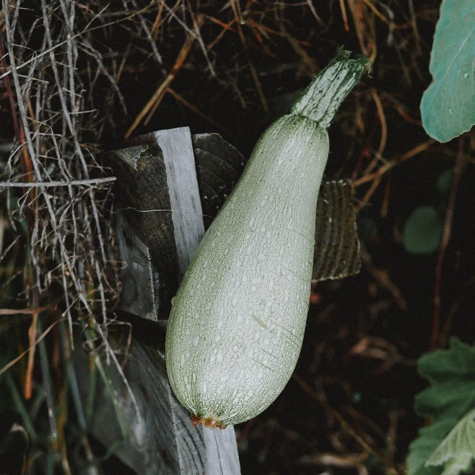Courgette Ortolana di Faenza