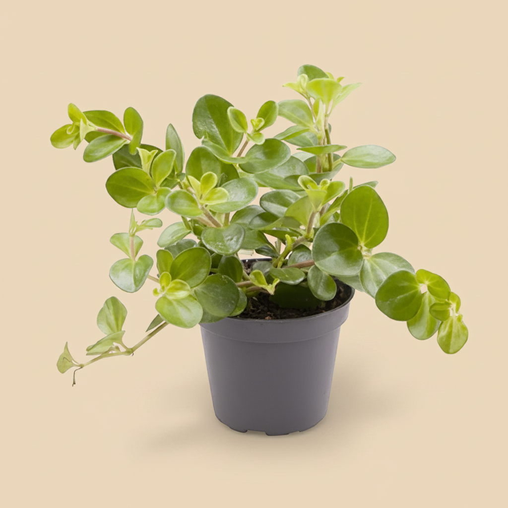 Peperomia rotundifolia in pot op warme beige studioachtergrond