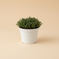 Thymus Citr - Citroentijm Groen op warme beige studioachtergrond
