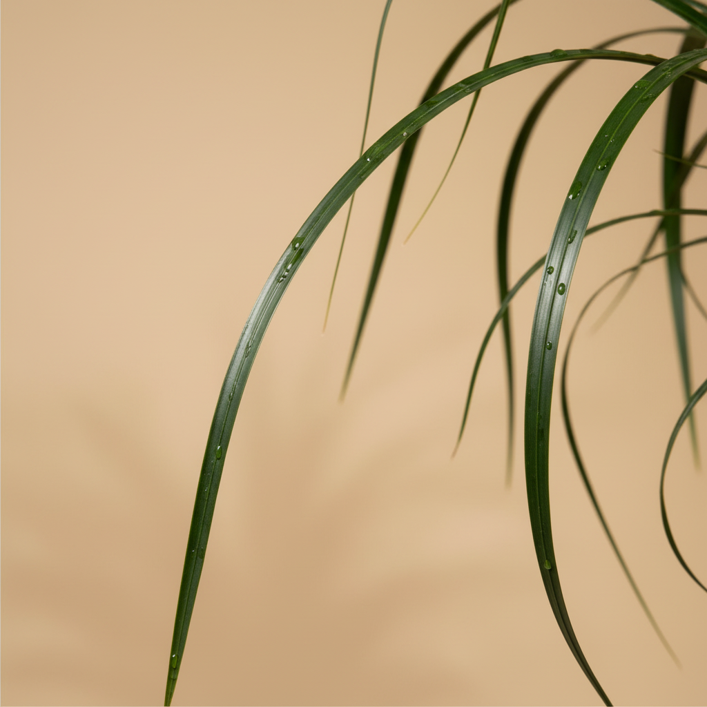 Beaucarnea close-up blad beige studioachtergrond