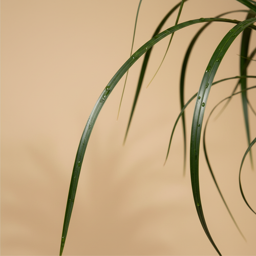 Beaucarnea close-up blad beige studioachtergrond