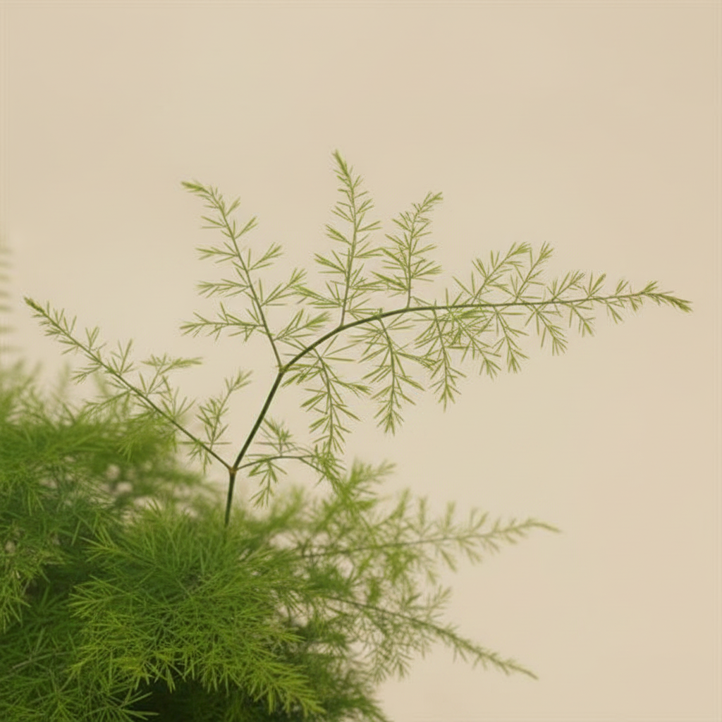 Asparagus Plumosus – close-up blad
