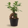 Ficus Ginseng Retusa op warme beige studioachtergrond