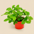 Fragaria Vesca - Bosaardbei op warme beige studioachtergrond