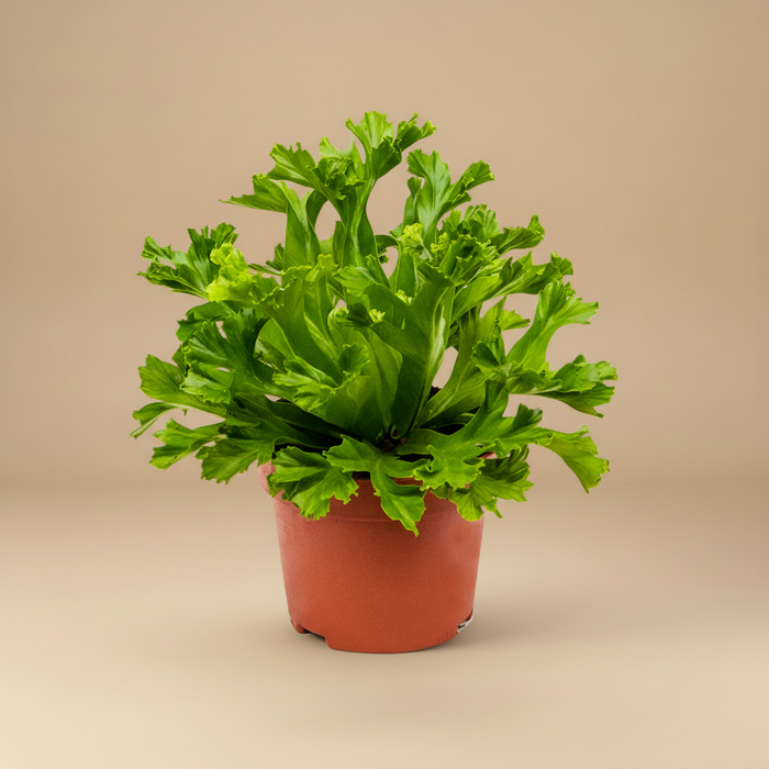 Asplenium antiquum Leslie - Vogelnestvaren in pot