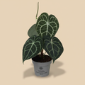 Anthurium clarinervium in pot met warme beige studioachtergrond