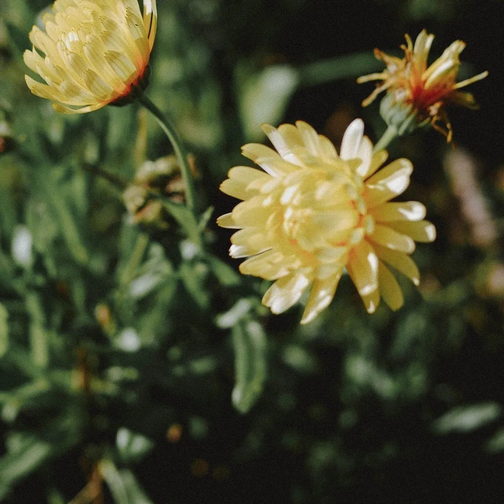 Goudsbloem