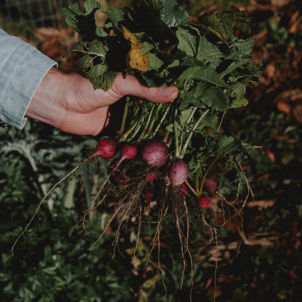 Mijn eerste moestuin - Zadenset