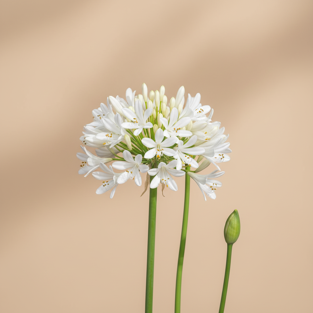 Close-up witte agapanthusbloemen op warme beige studioachtergrond