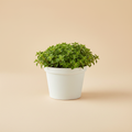 Origanum Vulgare - Oregano op warme beige studioachtergrond