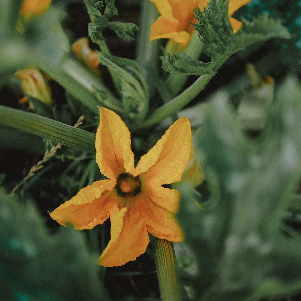 Courgette Ortolana di Faenza