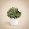 Lavandula angustifolia Munstead - Lavendel in pot