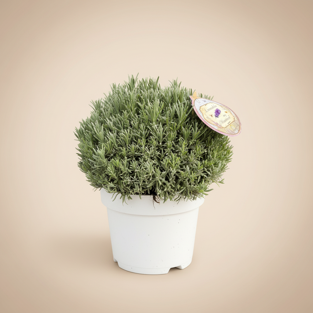 Lavandula angustifolia Munstead - Lavendel in pot