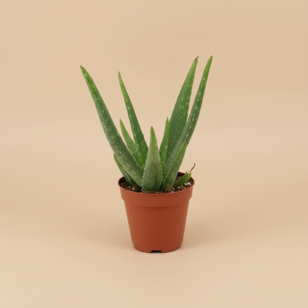 Aloe Vera – beige studioachtergrond