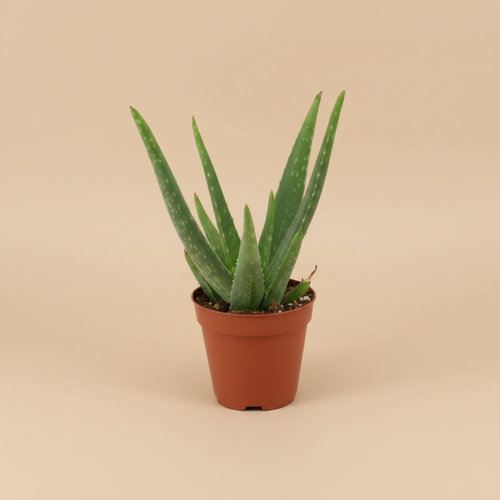 Aloe Vera – beige studioachtergrond