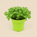 Ocimum - Basilicum Groen op warme beige studioachtergrond