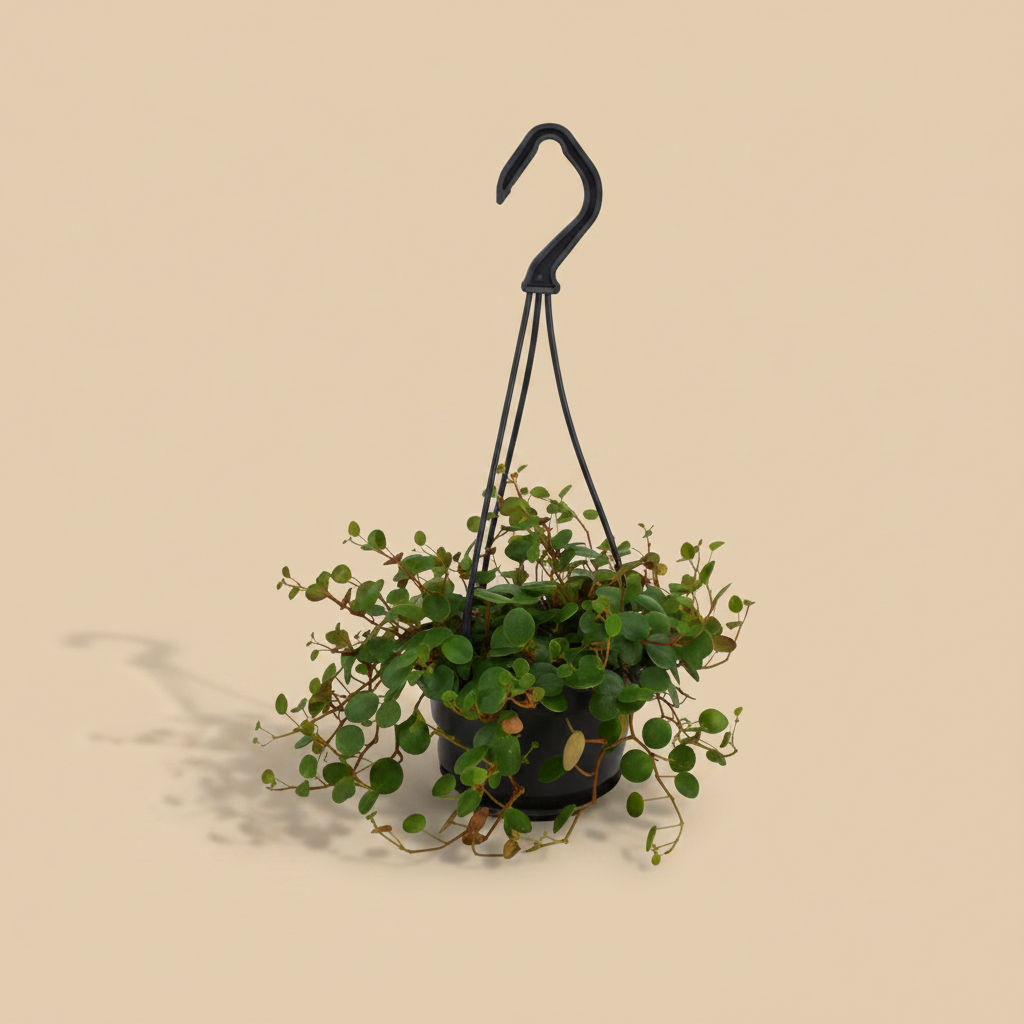 Peperomia Pepperspot in zwarte hangpot op warme beige achtergrond