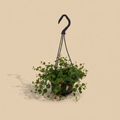 Peperomia Pepperspot in zwarte hangpot op warme beige achtergrond