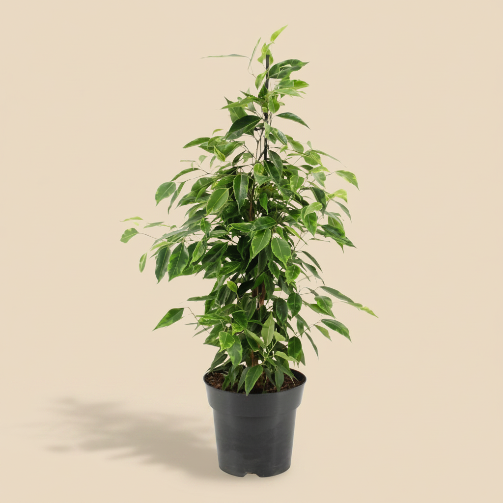 Ficus benjamina Anastasia op warme beige studioachtergrond
