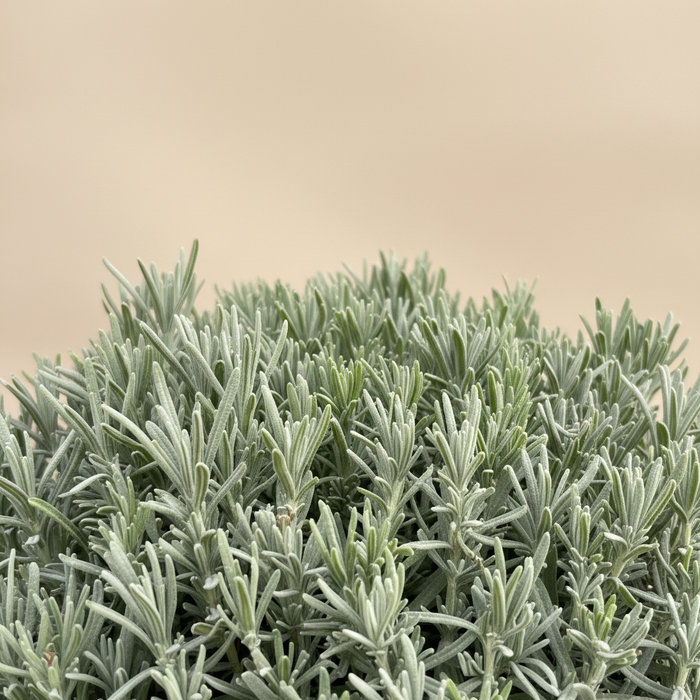 Lavandula angustifolia Hidcote - Detail bladeren