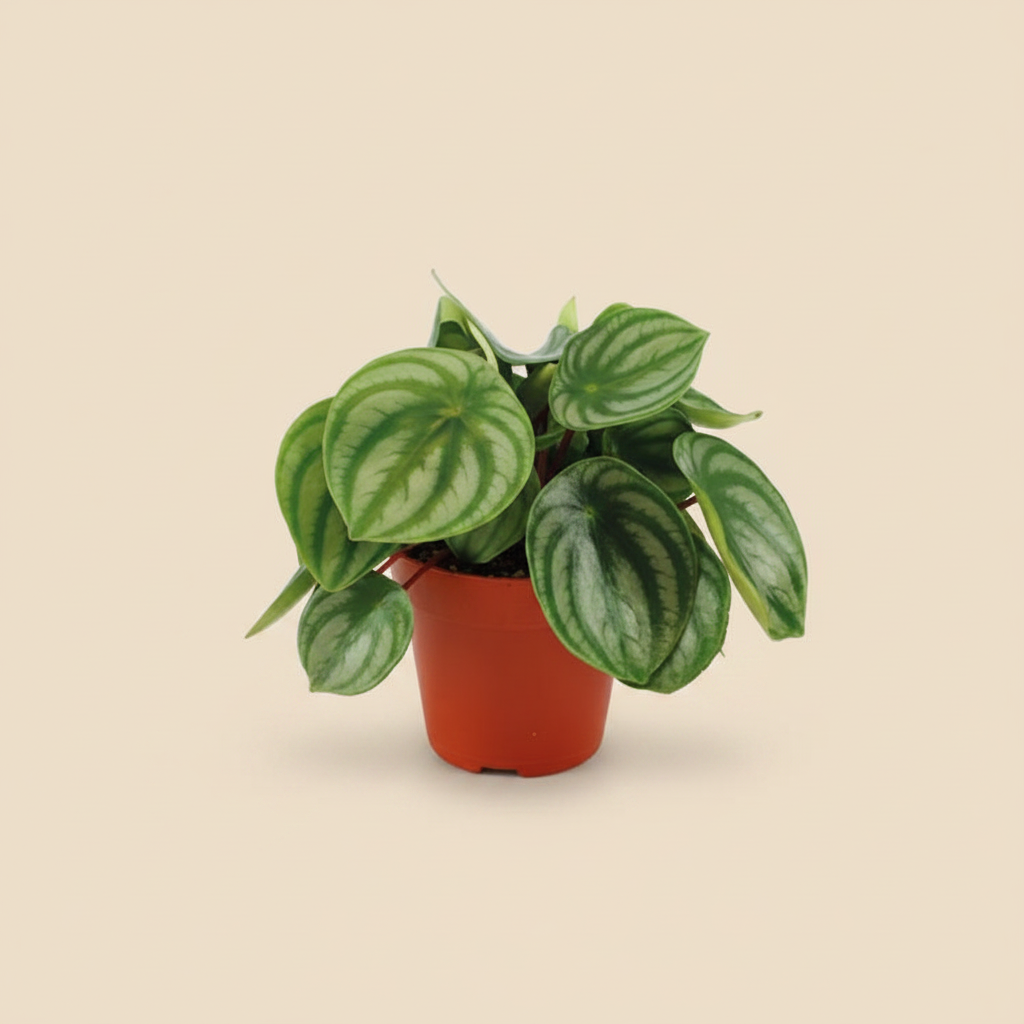 Peperomia Argyreia – warme beige studioachtergrond