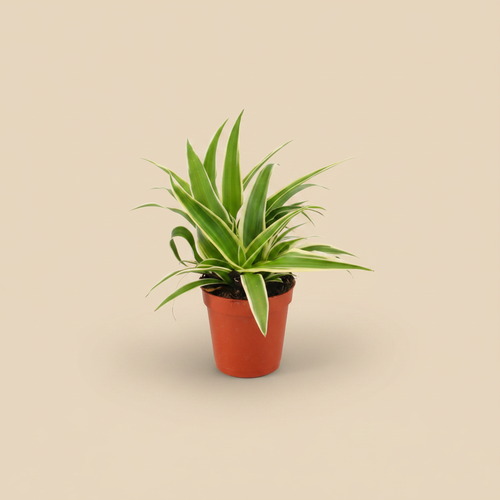 Chlorophytum Ocean – warme beige studioachtergrond