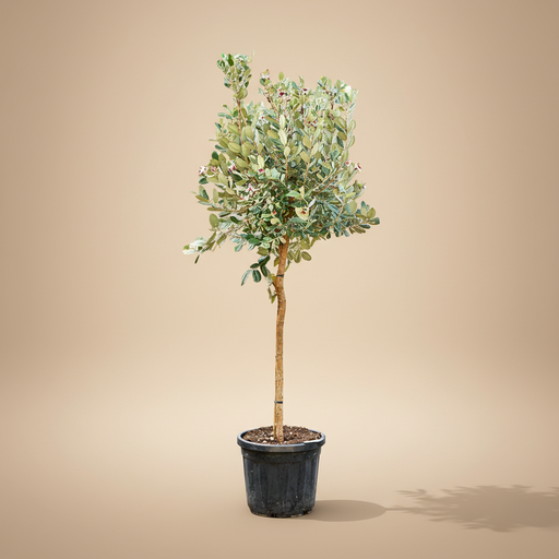 Acca sellowiana ananasboom op stam in pot