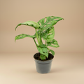 Monstera obliqua - Mini Gatenplant in pot