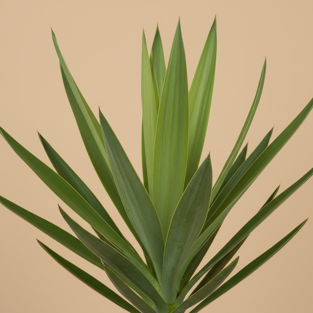 Yucca Enkele Stam 3+ Kop - close-up bladeren warme beige studioachtergrond