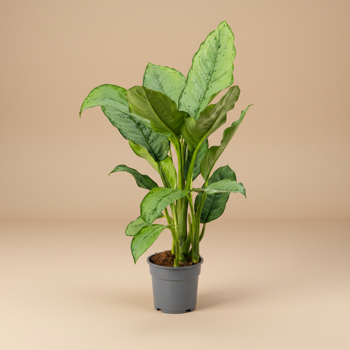 Aglaonema Freedman groene kamerplant in terracotta pot