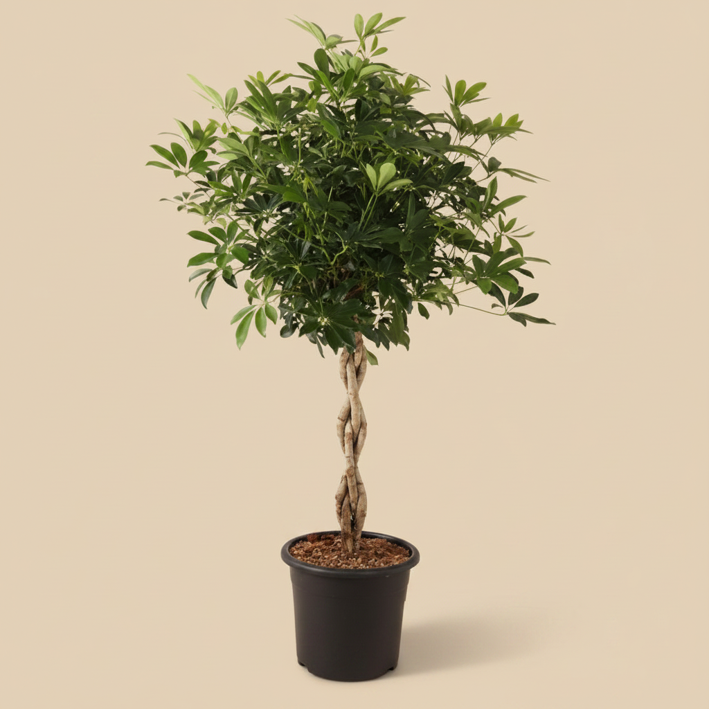 Schefflera Arboricola Compacta – warme beige studioachtergrond
