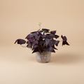 Oxalis Triangularis Rood in keramische pot op warme beige studioachtergrond