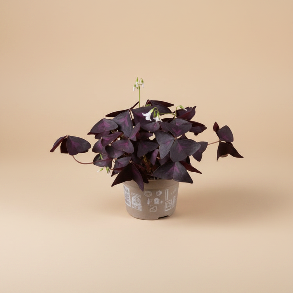 Oxalis Triangularis Rood in keramische pot op warme beige studioachtergrond