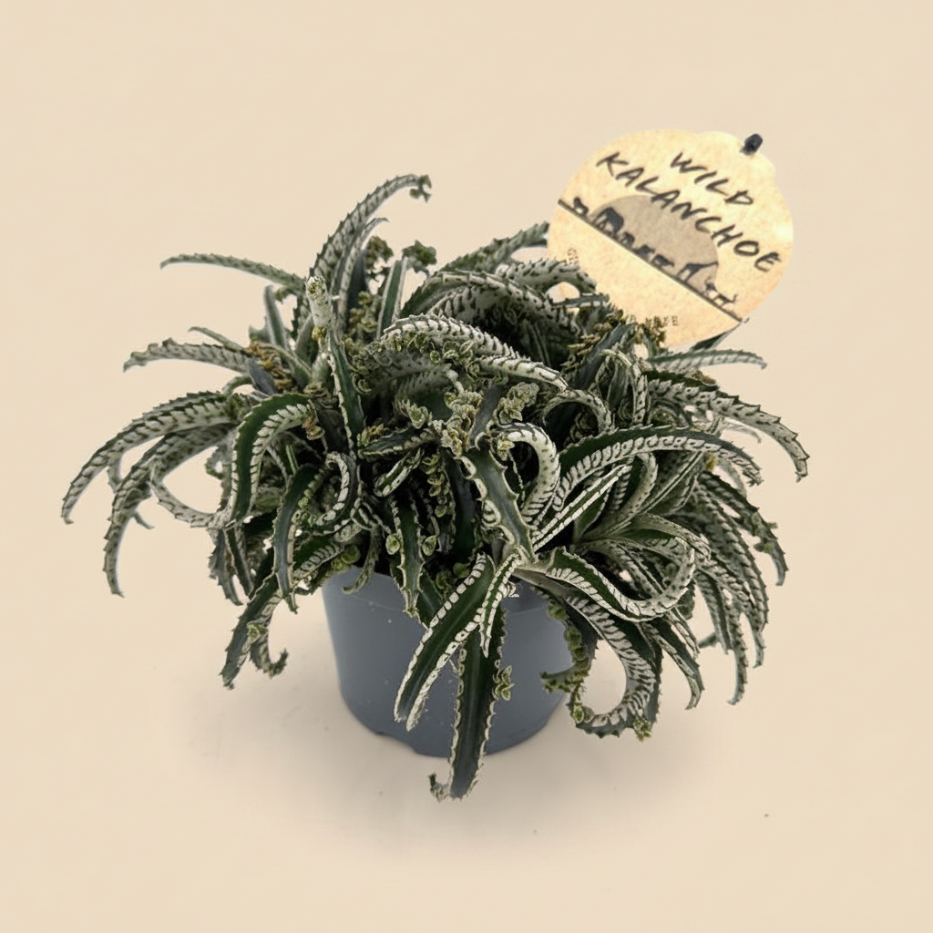 Kalanchoe daigremontiana Octopus – warme beige studioachtergrond