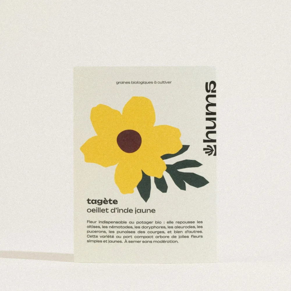Afrikaantje met gele bloemen