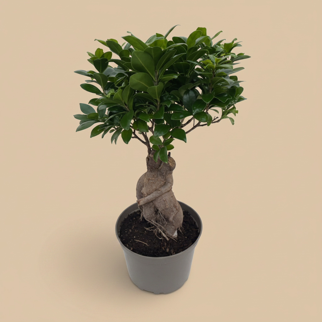 Ficus Ginseng op warme beige studioachtergrond