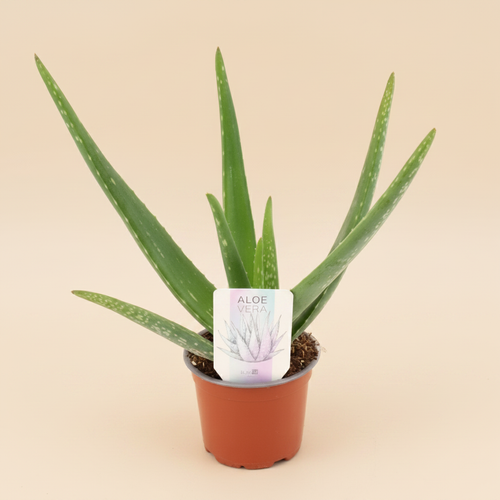 Aloe Vera warme beige studioachtergrond