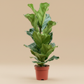 Ficus lyrata in keramische pot op warme beige studioachtergrond